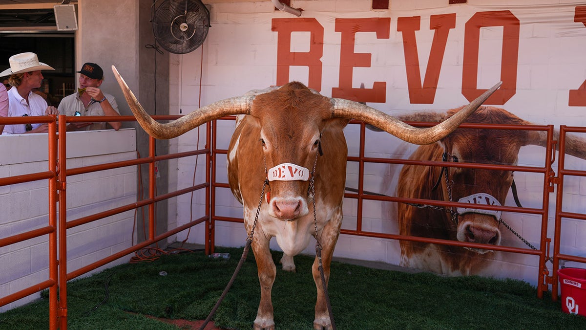 Bevo in 2024