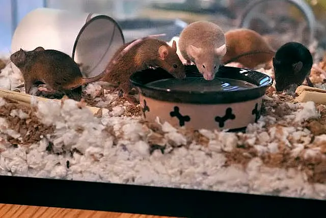 Mice in a glass tank 