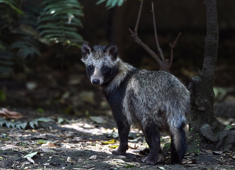 A grey and black raccoon dog stands outside.