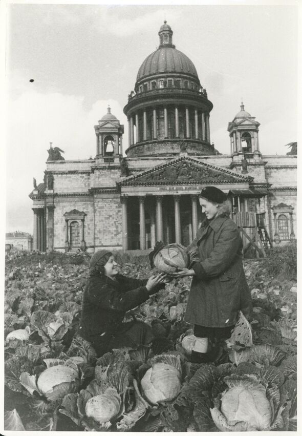 Russians growing cabbages in the gardens of the seedbank during the siege