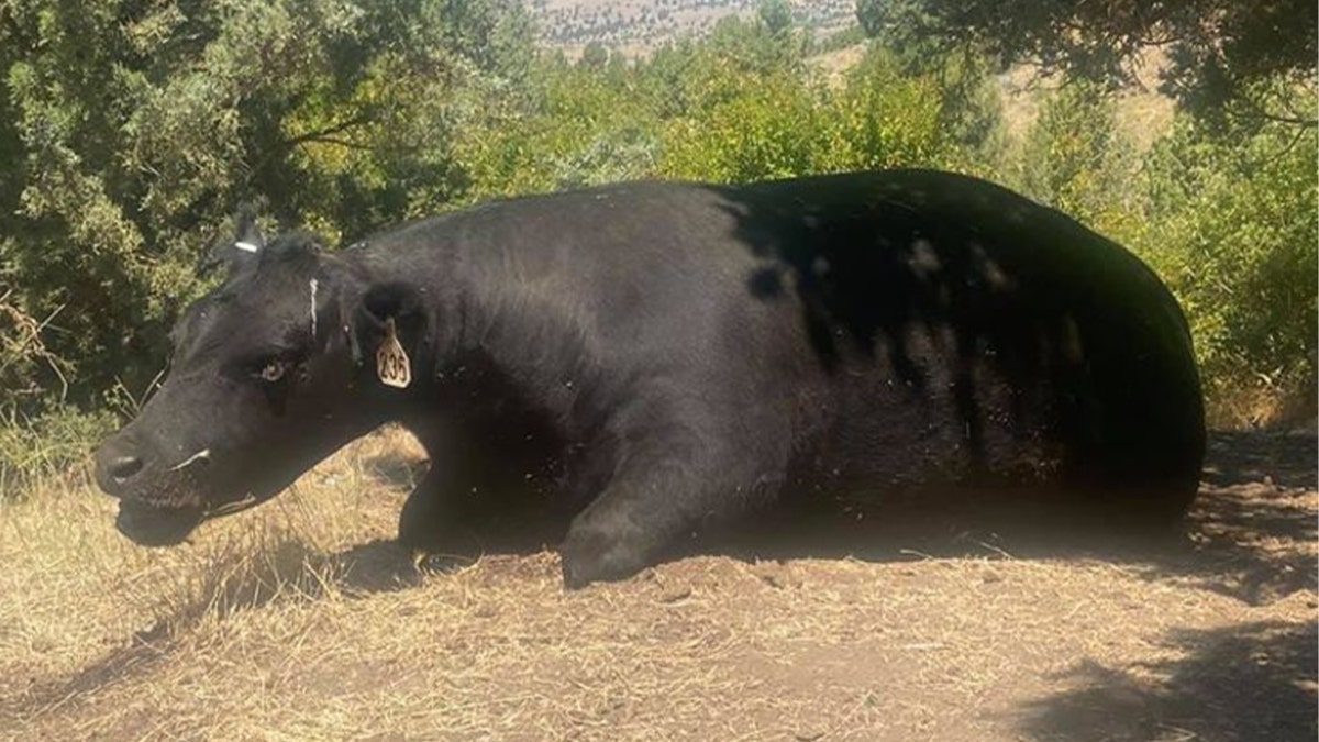 A cow found dead with its tongue and reproductive organs removed in July 2020 in Wheeler County, Oregon.