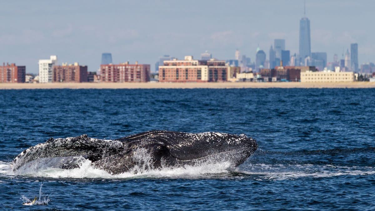 Whale swimming near NYC skyline